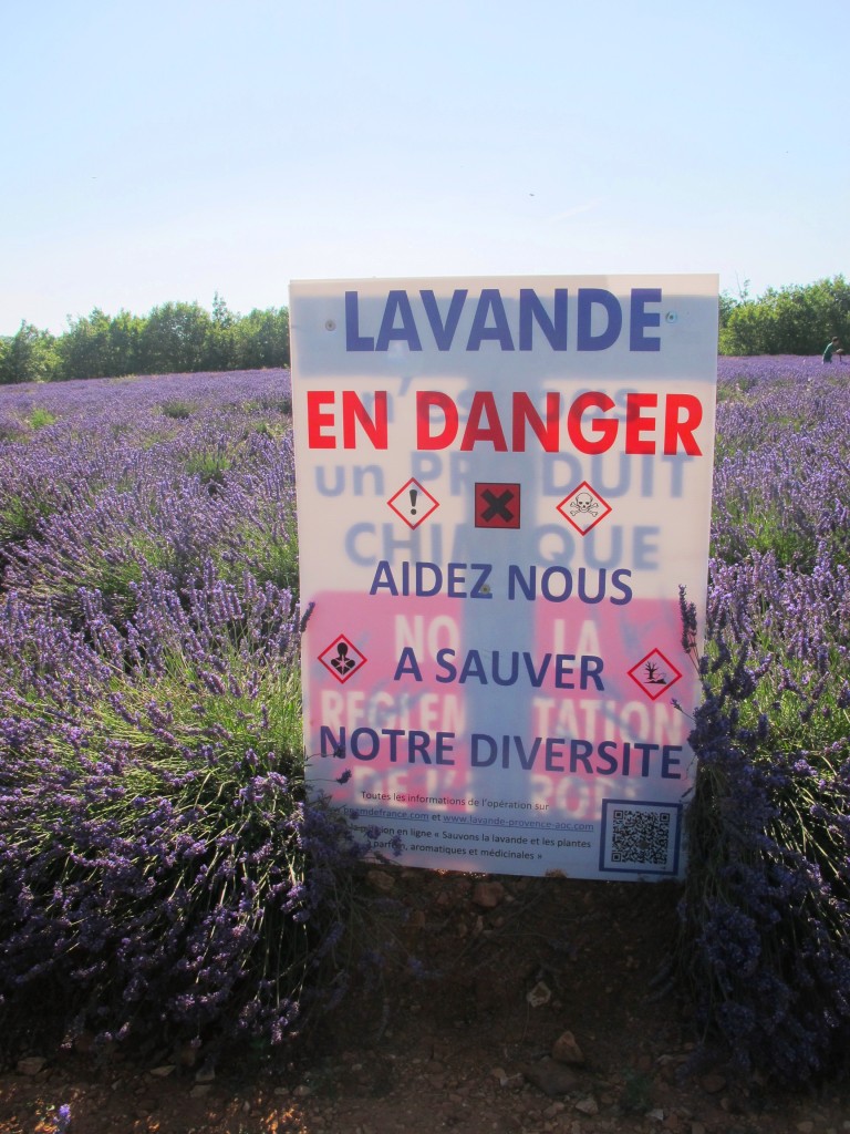 Lavende en danger