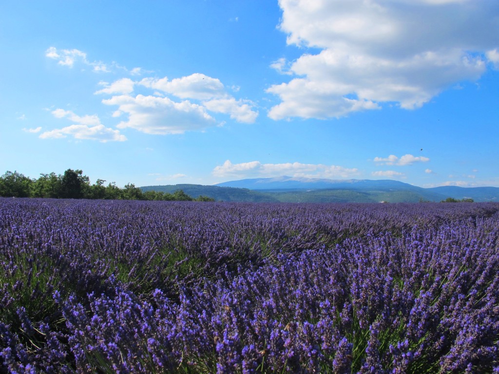 Lavender between Apt and Sault