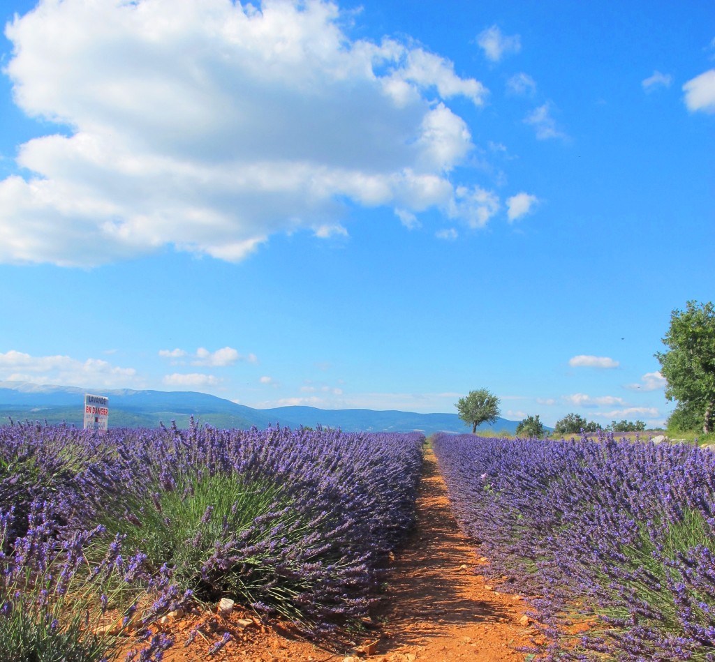 Lavender fields between Apt and Sault