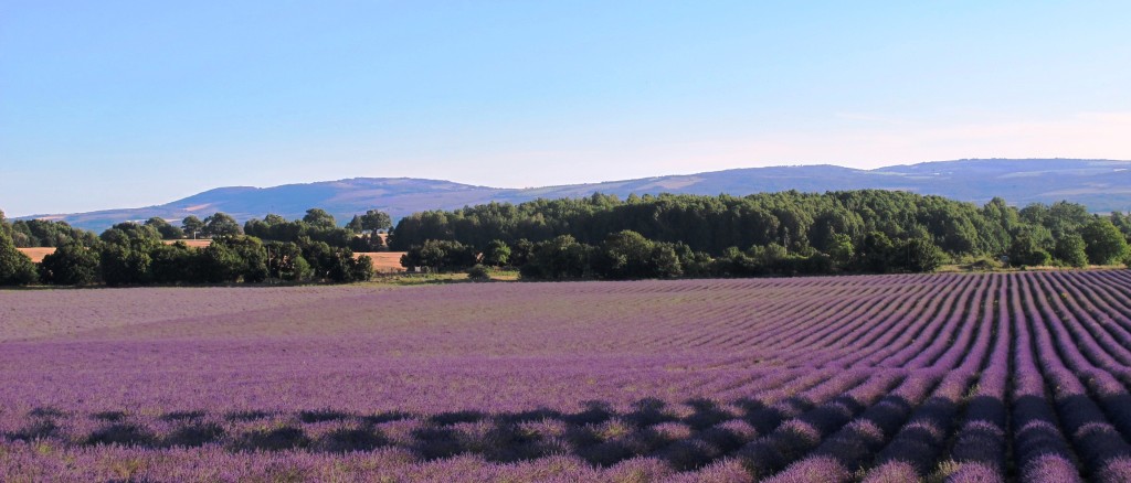 dreamy lavender landscape