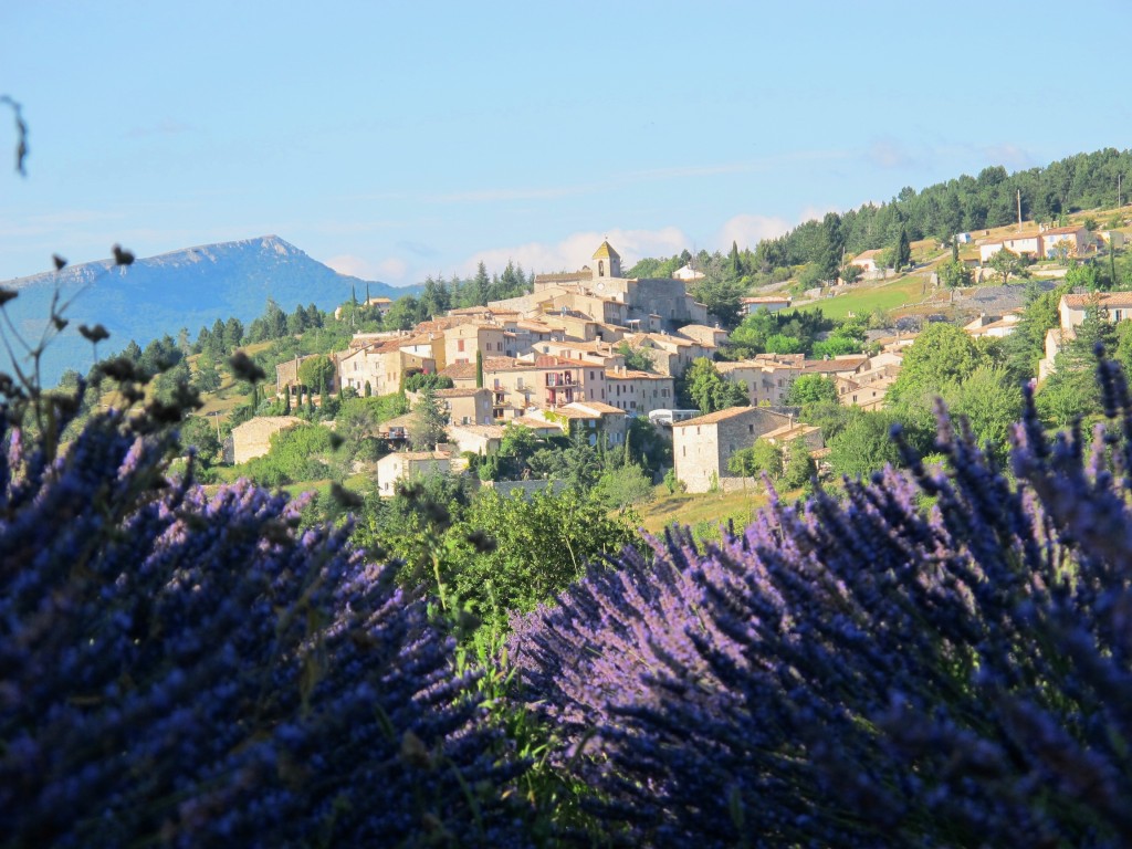 lavender & village